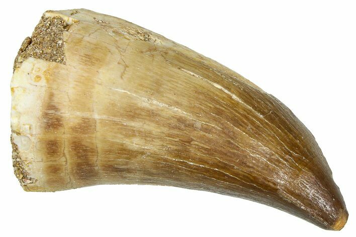 Fossil Prognathodontid Mosasaur Tooth - Morocco #374562
